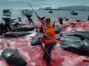 Marine animals are unsafe due to animal cruelty