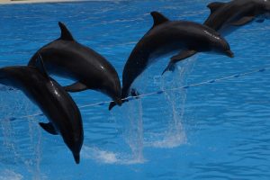 Banning animal cruelty is stepping in the new world.