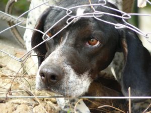 Animal cruelty can destroy the world we live in.