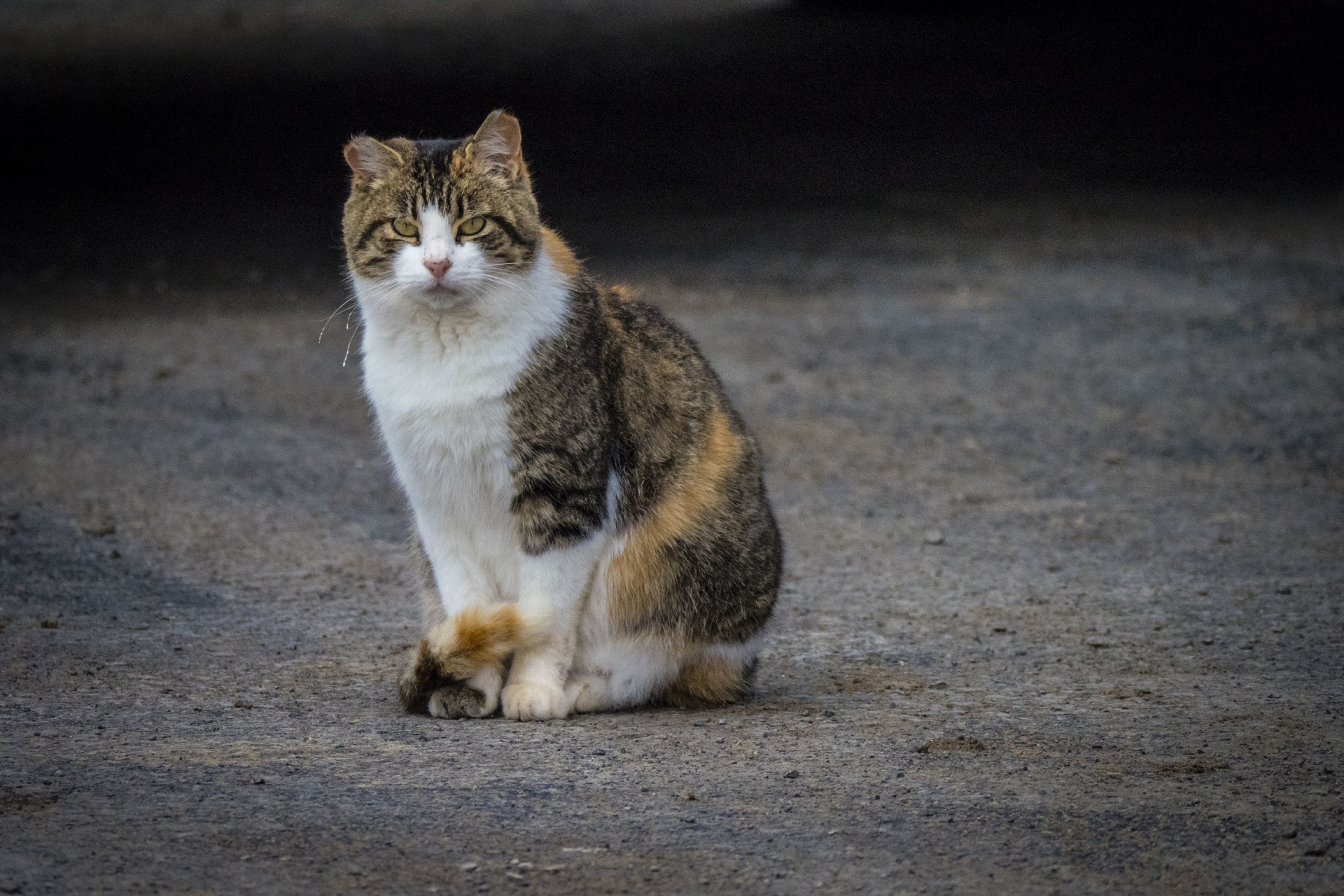 How To Help Stray Animals During Winters Warpaint Journal