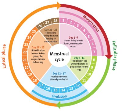 Throughout the menstrual cycle appetite and body image changes often.
