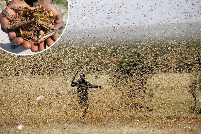 SWARM OF LOCUSTS ATTACKING A FIELD