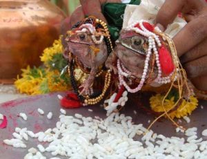 Rangdoi, witness next frog wedding in Assam