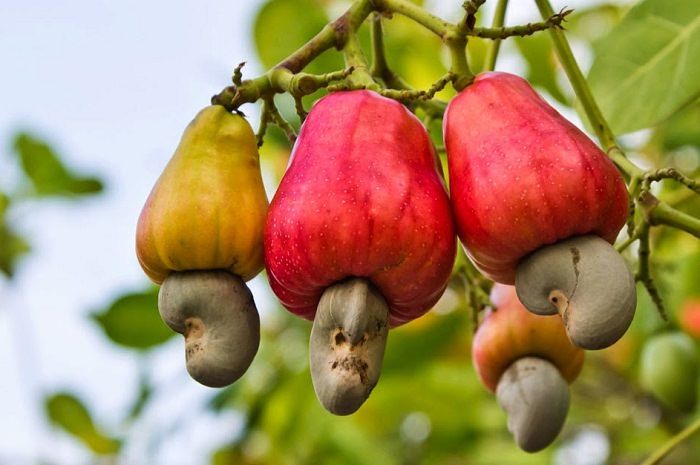 Cashew nut benefits