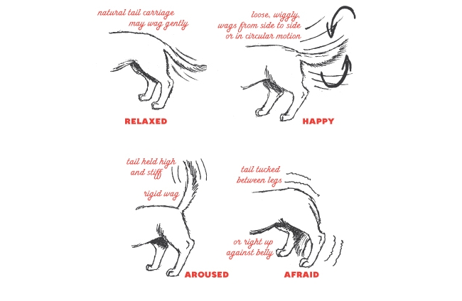 dogs tail wagging chart