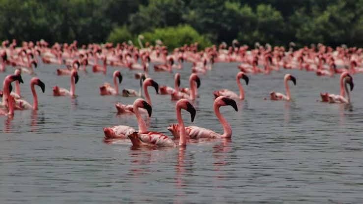 Migratory flamingoes