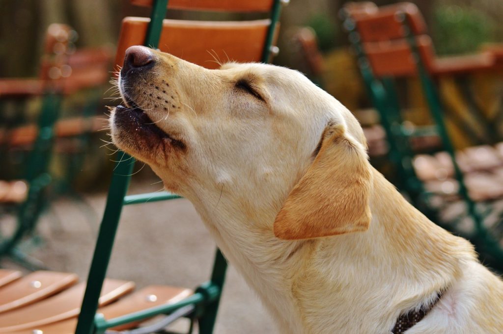 Sound signs That Help Understand Dogs Better!
