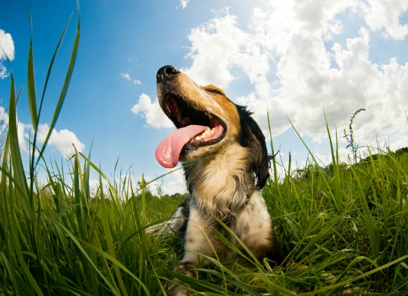 Panting in signs that help you understand dogs better