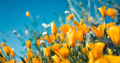 orange petaled flowers