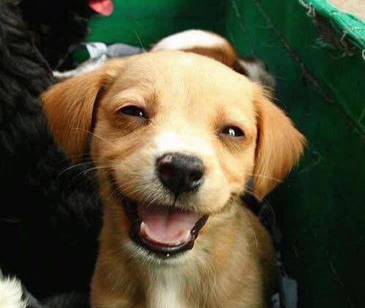 Dogs smile!