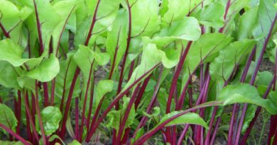 Indian Vegetables: Beetroot Leaves