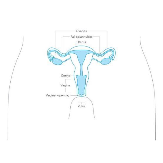 difference between vagina and vulva