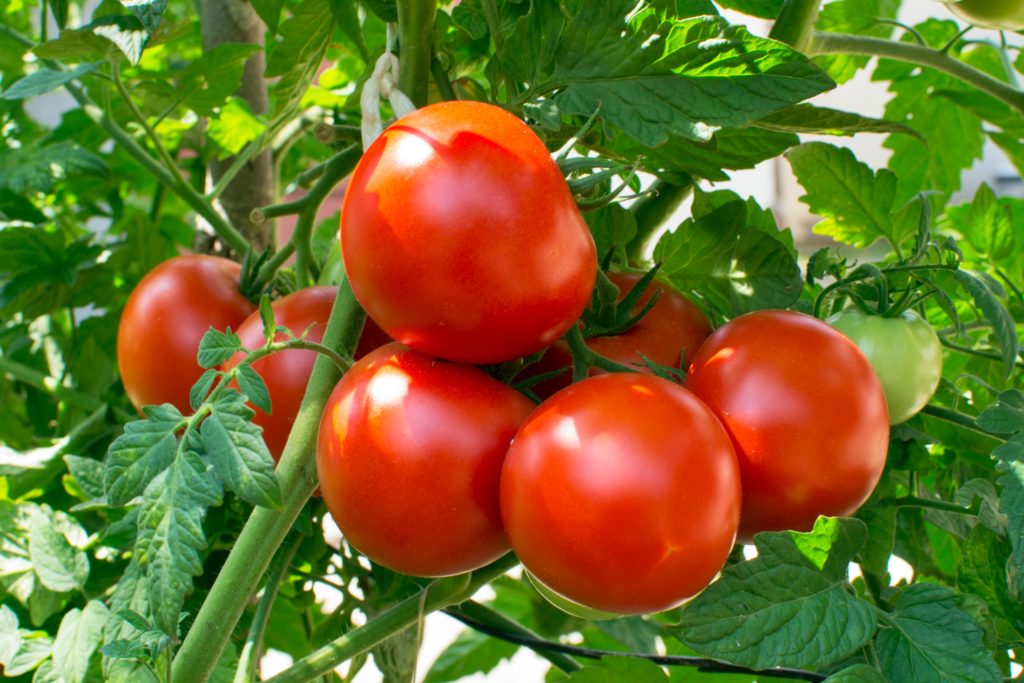 tomatoes for glowing radiant skin