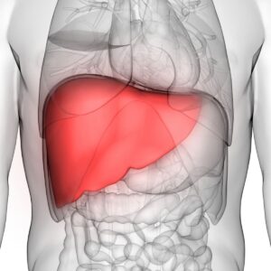 Image of the liver organ which gets affected by Hepatitis C virus.