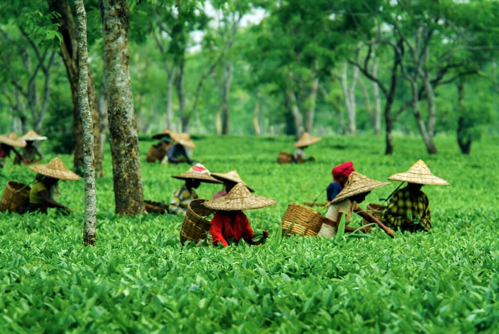 Tea Garden In Assam
