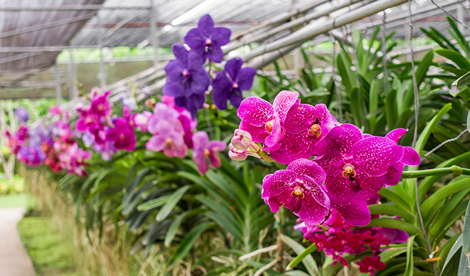 Orchids in North East India