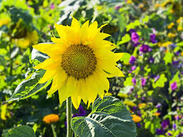 Keep shining like a sunflower
