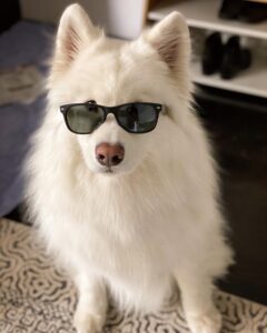 Cute dog Instagram accounts