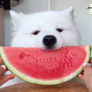Cutest Dog Instagram accounts