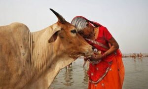 In India, there is a law which protects cows from being harmed.