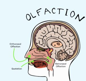 Image is about olfaction, related to sense of smell. 